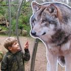 Kinder-Spezial: Wolfswanderung in der Dämmerung