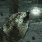 Wolfswanderung in der Dämmerung